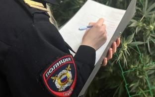 В Первоуральске сотрудники уголовного розыска ликвидировали наркоплантацию в частном секторе