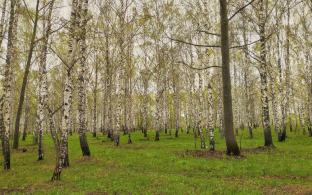 Рабочая неделя в Первоуральске будет очень тёплой