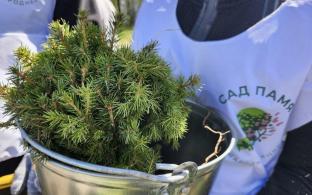 Свердловчане высадили 233,5 тысячи деревьев в рамках акции «Сад памяти» в 2026 году