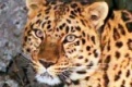 Смотрите российский документальный сериал о диких кошках "Истории леопарда"
