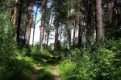 Запрет на посещение лесов установлен на Среднем Урале