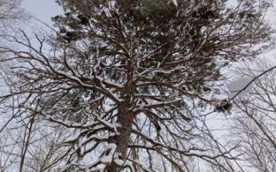 Выходные в Первоуральске будут тёплыми