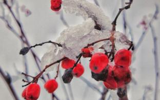 Рабочая неделя в Первоуральске будет прохладной