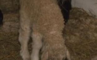 Пополнение в первоуральском мини-зоопарке