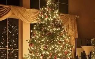 Почти 13 тысяч новогодних деревьев заготовили жители Свердловской области для украшения домов