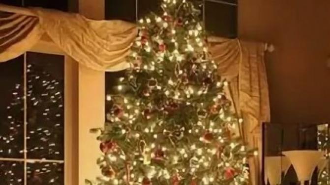 Почти 13 тысяч новогодних деревьев заготовили жители Свердловской области для украшения домов