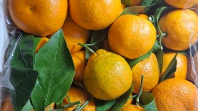 К Новому году на Урал привезли более 3 тысяч тонн мандаринов