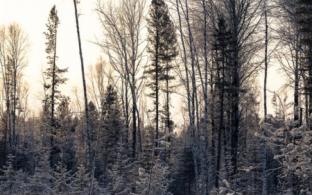 Сотрудники лесничеств усилят охрану лесов в преддверии Нового года