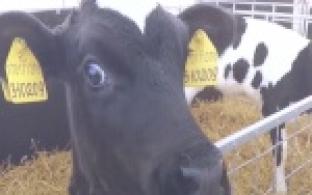 Довести объём производства молока до миллиона тонн планируют свердловские аграрии к 2030 году