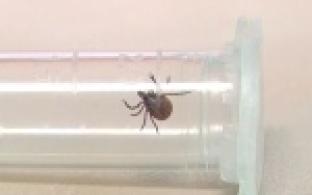 Клещи в этом году покусали почти тридцать тысяч жителей Свердловской области