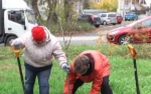 Молодые сибирские яблони теперь украшают улицу Ленина