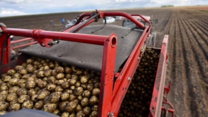 Свердловские аграрии планируют собрать 270 тысяч тонн картофеля в этом году