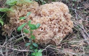 В Первоуральске нашли краснокнижный гриб