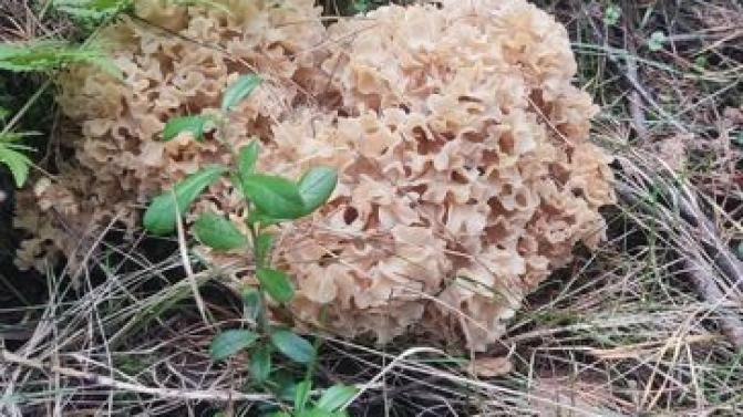 В Первоуральске нашли краснокнижный гриб