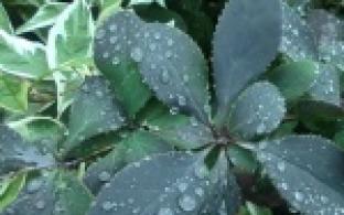 В Первоуральске станет прохладнее к концу рабочей недели