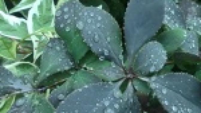 В Первоуральске станет прохладнее к концу рабочей недели