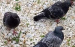 В Первоуральске – нашествие голубей