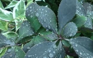 Выходные в Первоуральске будут дождливыми