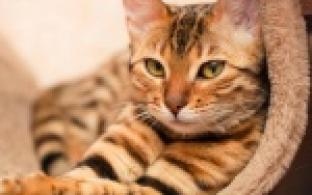 8 августа празднуется Всемирный день кошек