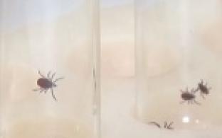 28 тысяч уральцев пострадали от укусов клещей с начала сезона