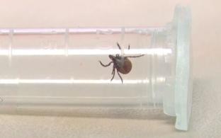 Более 26 тысяч уральцев пострадали от укусов клещей с начала сезона