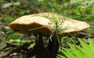 Красивые снаружи, они могут привести к тяжёлым последствиям для здоровья и жизни человека