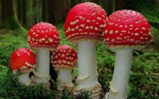 Первая помощь при отравлении грибами или ягодами