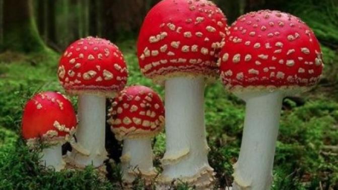 Первая помощь при отравлении грибами или ягодами