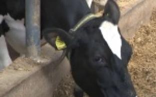 Денис Паслер направил 120 миллионов рублей на строительство и модернизацию животноводческих комплексов в регионе