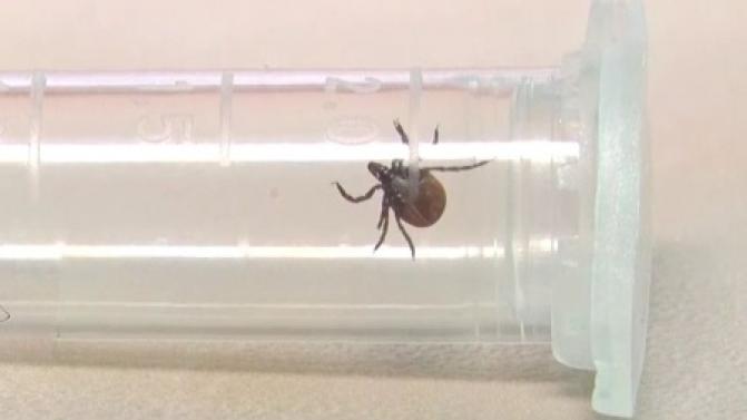 24 тысячи свердловчан пострадали от укусов клещей с начала сезона