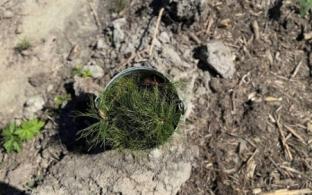 Весной и в начале лета на Среднем Урале восстановили более 4,3 тысячи гектаров леса