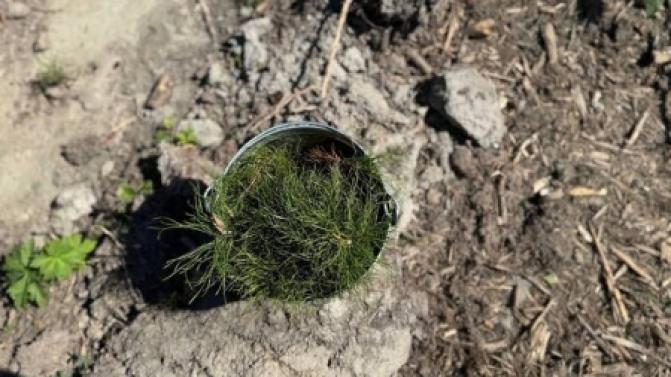 Весной и в начале лета на Среднем Урале восстановили более 4,3 тысячи гектаров леса