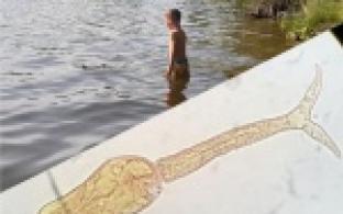 Важная информация для купающихся: в Свердловской области зарегистрированы случаи церкариоза