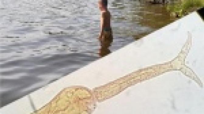 Важная информация для купающихся: в Свердловской области зарегистрированы случаи церкариоза