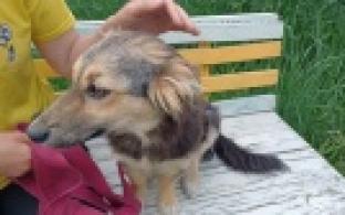 Ищу тебя, хозяин