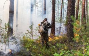 С начала 2025 года в регионе зарегистрировано 26 лесных пожаров