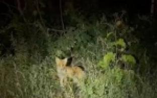 Чёрные коты, а также курицы и цесарки пропадают в Первомайке