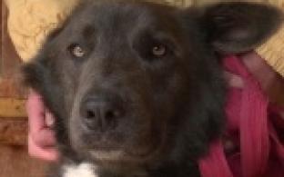 Ищу тебя, хозяин. 20-05-2025