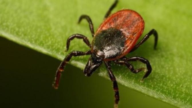 20 юных первоуральцев пострадали в майские праздники от укусов клещей