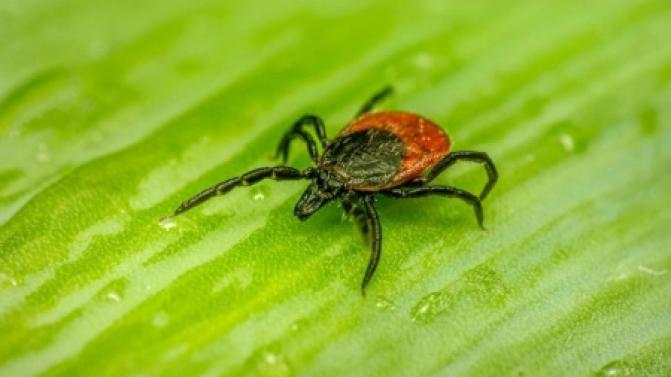 Почти 3 тысячи уральцев пострадали от укусов клещей с начала сезона