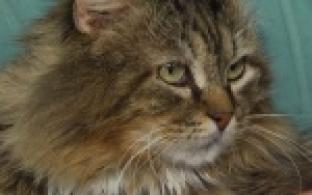 Ищу тебя, хозяин. 29-04-25