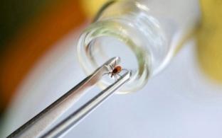 В Первоуральске начала работать горячая линия по вопросам, касающимся клещевого энцефалита