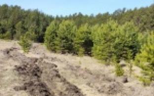 Первоуральские леса начали защищать от природных пожаров