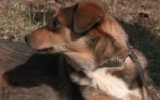 Ищу тебя, хозяин