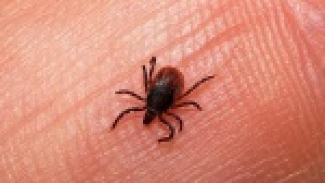 35 первоуральцев, среди них – 12 детей, пострадали от укусов клещей