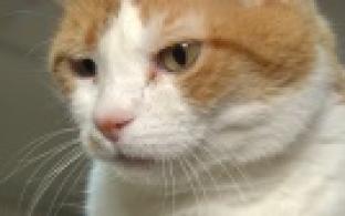 Ищу тебя, хозяин