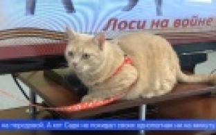 В Первоуральской библиотеке провели живой урок, посвящённый 80-летию Великой Победы