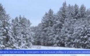 Объём незаконных рубок в лесах Свердловской области в 2024-м году сократился почти вдвое