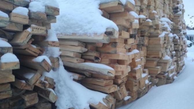 Объём незаконных рубок в лесах Свердловской области в 2024 году сократился