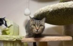 Ищу тебя, хозяин